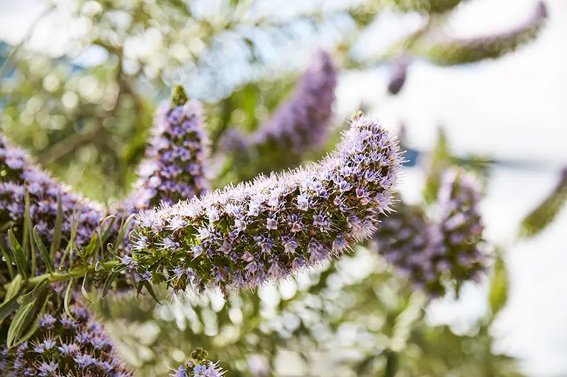 Pender's Garden Club